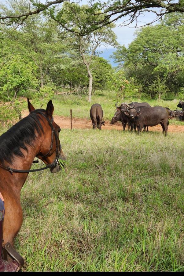 フッドスプルイト Wild Ride Safaris And Bush Campヴィラ エクステリア 写真
